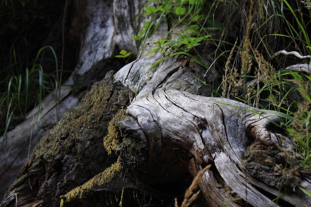 Primer plano de tronco de árbol