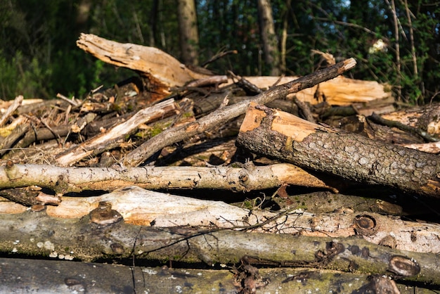 Primer plano de un tronco en el bosque