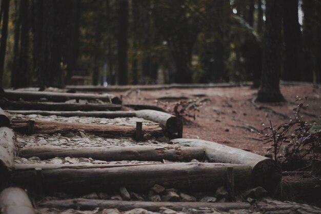 Foto primer plano de un tronco en el bosque