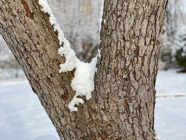 Primer plano del tronco congelado del árbol durante el invierno