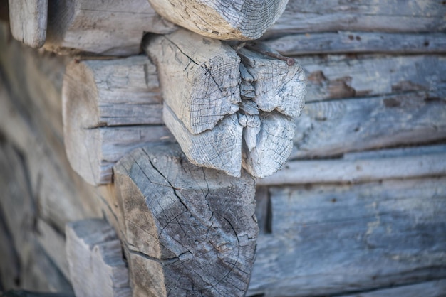 Un primer plano de un tronco con un fondo de madera