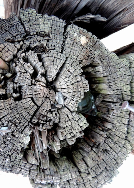 Primer plano de un tronco de madera en el tronco de un árbol