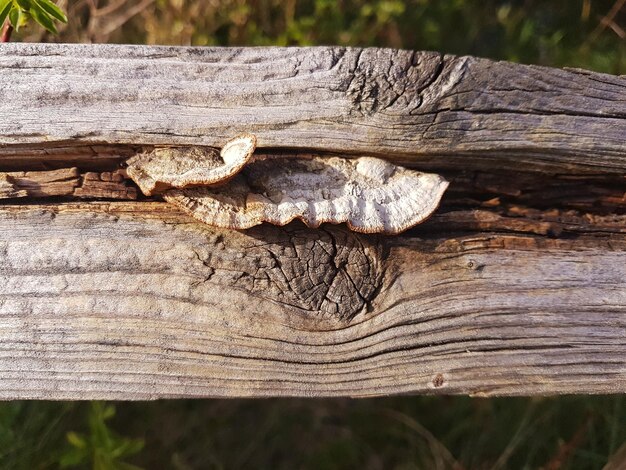 Primer plano de un tronco de madera en el tronco de un árbol