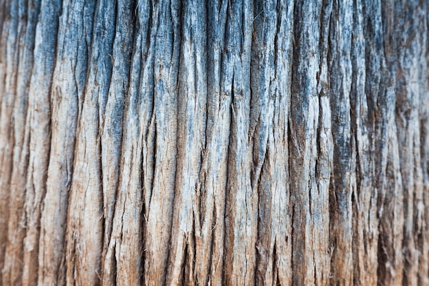 Primer plano de tronco de palmera Corteza seca en el tronco La textura del tronco de una palmera