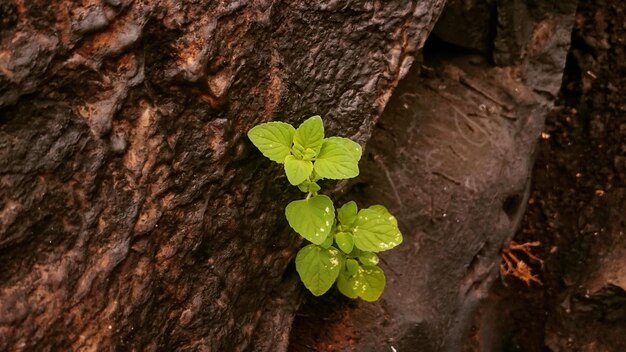 Foto primer plano del tronco verde fresco del árbol