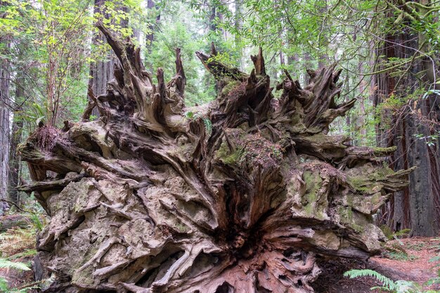 Foto primer plano de troncos de árboles en el bosque