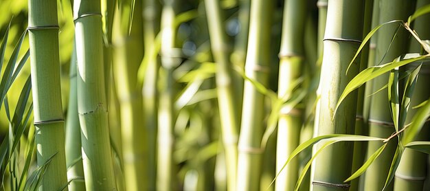 Un primer plano de troncos de bambú en un bosque