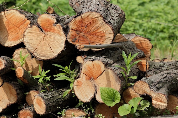 Primer plano de trozos de madera picados como leña tirados en el suelo Troncos de madera tirados en el suelo al aire libre