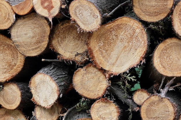 Primer plano de trozos de madera picados como leña tirados en el suelo Troncos de madera tirados en el suelo al aire libre