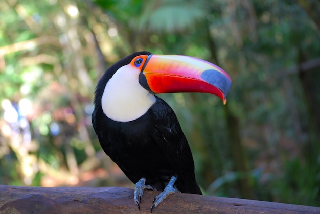 Foto un primer plano del tucano