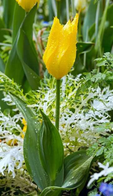 Primer plano de tulipán amarillo hermoso en la primavera.