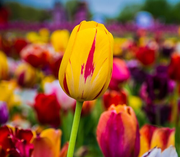 Foto primer plano de un tulipán amarillo