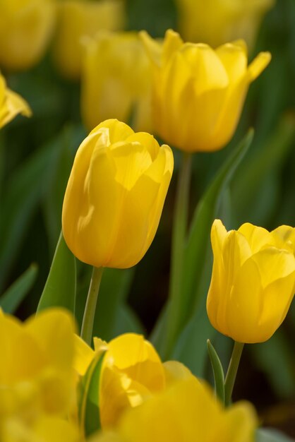 Primer plano de un tulipán amarillo