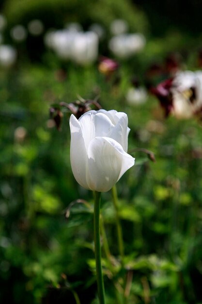 Foto primer plano de un tulipán blanco en flor al aire libre