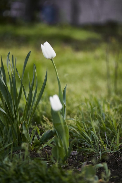 Primer plano de tulipán blanco con hojas verdes Vista vertical