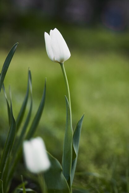 Primer plano de tulipán blanco con hojas verdes