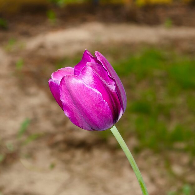 Primer plano de tulipán hermoso rosa sobre un fondo natural