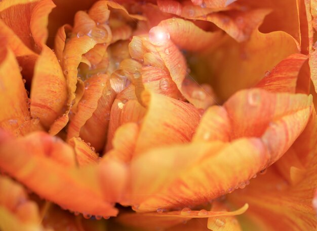 Primer plano con tulipán Monte Orange con gotas de agua de lluvia y enfoque selectivo