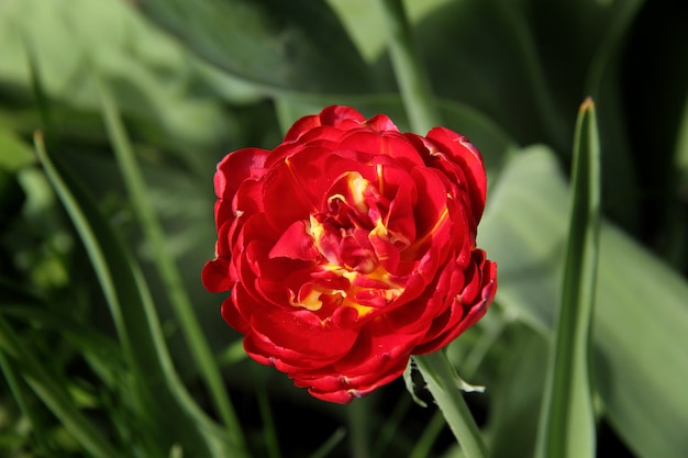 Primer plano de tulipán rojo y amarillo único