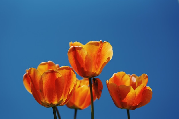 Primer plano de tulipán rojo contra un cielo azul claro