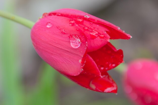 Primer plano de un tulipán rojo con gotas de lluvia.