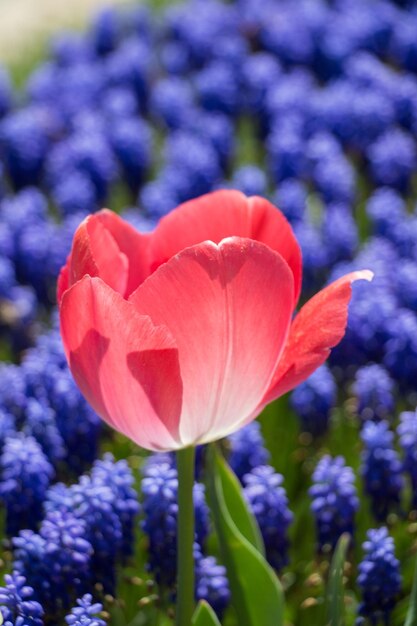 Foto un primer plano del tulipán rojo