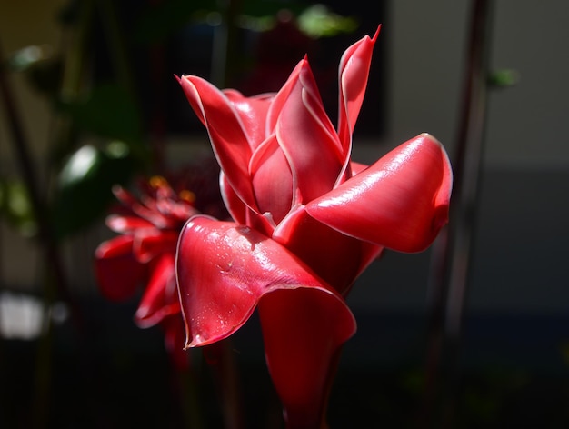 Foto primer plano del tulipán rojo