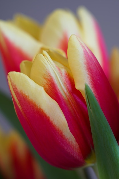 Foto primer plano del tulipán rojo