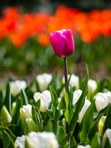 Foto primer plano del tulipán rojo