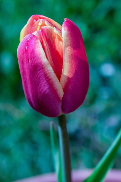 Foto primer plano de tulipán rosa