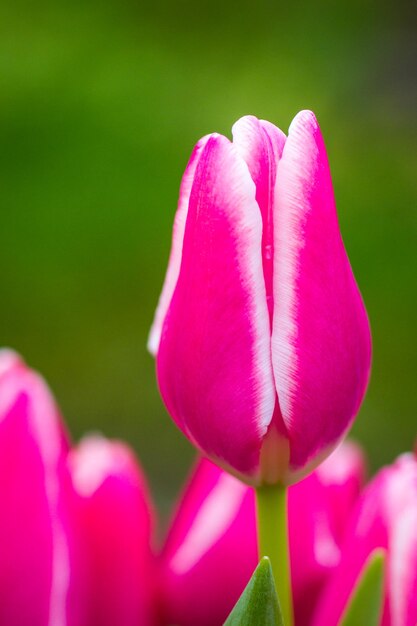 Foto primer plano de un tulipán rosado