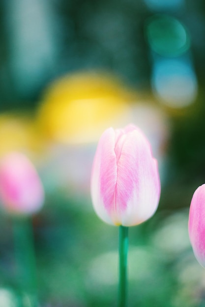 Foto primer plano de un tulipán rosado