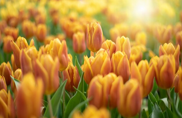 Primer plano de tulipanes amarillos en el campo