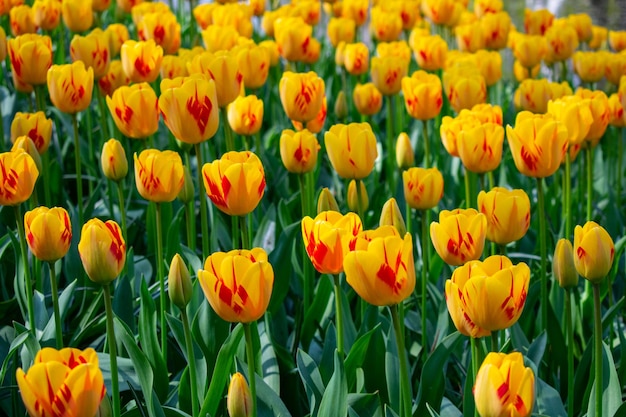 Foto primer plano de tulipanes amarillos en el campo