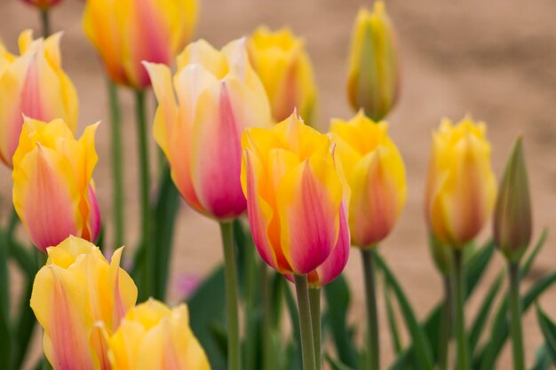 Foto primer plano de tulipanes amarillos en flor al aire libre