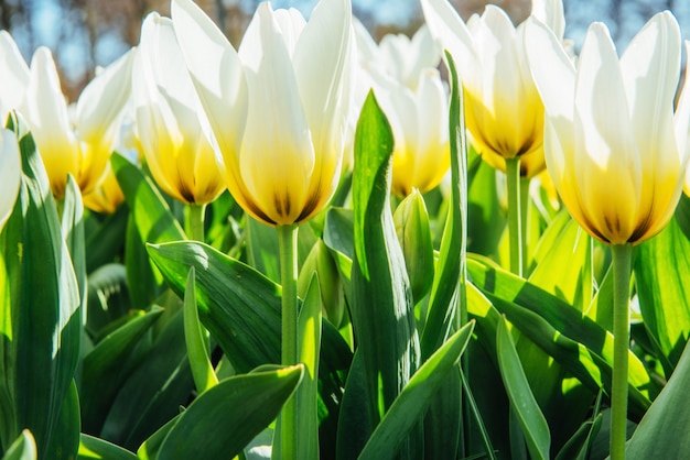 Primer plano de tulipanes amarillos