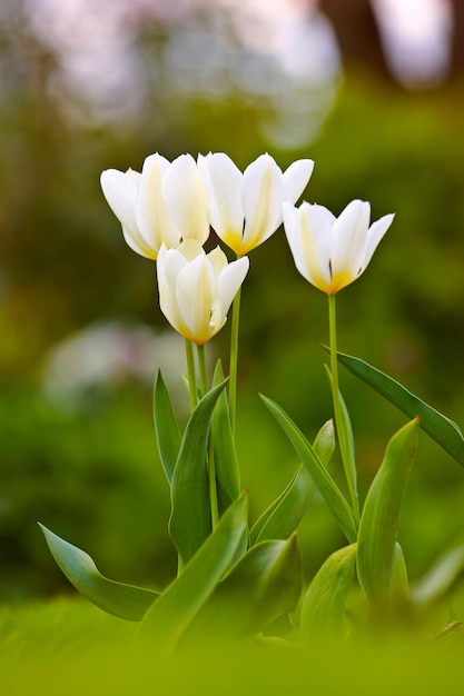 Primer plano de tulipanes blancos en un parque o jardín en un día de verano con espacio de copia de fondo bokeh Acercar las flores de temporada que crecen en la naturaleza Detalles textura y patrón natural de una flor