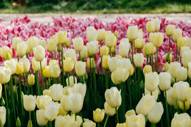 Primer plano de los tulipanes en el campo