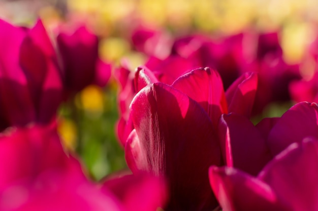 Primer plano de tulipanes de flores de primavera en el jardín