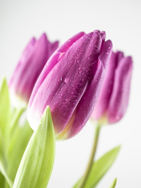 Primer plano de tulipanes lila sobre un fondo blanco