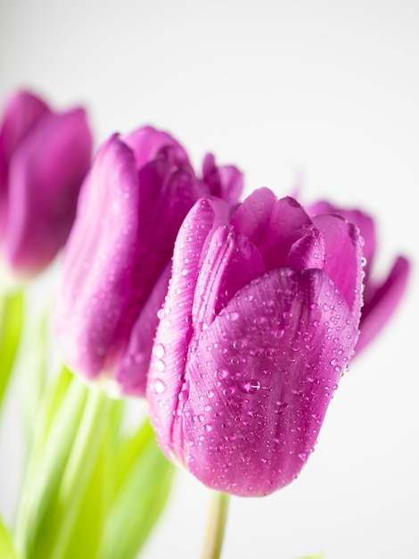 Foto primer plano de tulipanes lila sobre un fondo blanco