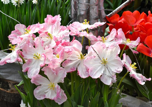 Primer plano de tulipanes de loro de plata o visión rosa en toda regla