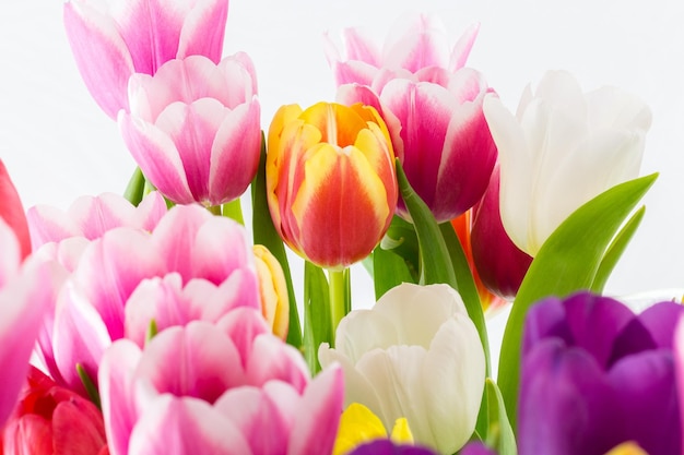 Primer plano de tulipanes multicolores que florecen al aire libre