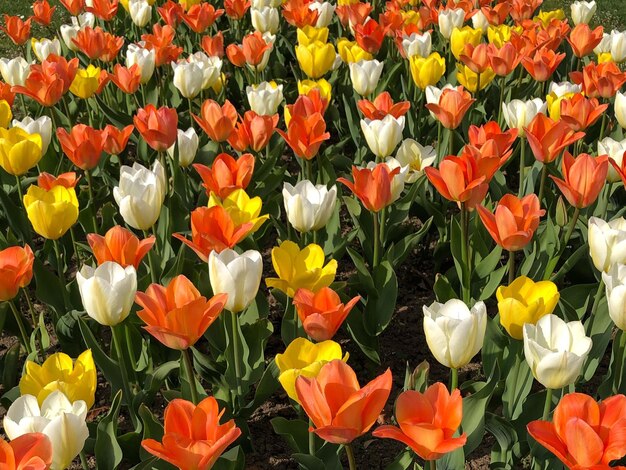 Primer plano de tulipanes naranjas en el campo