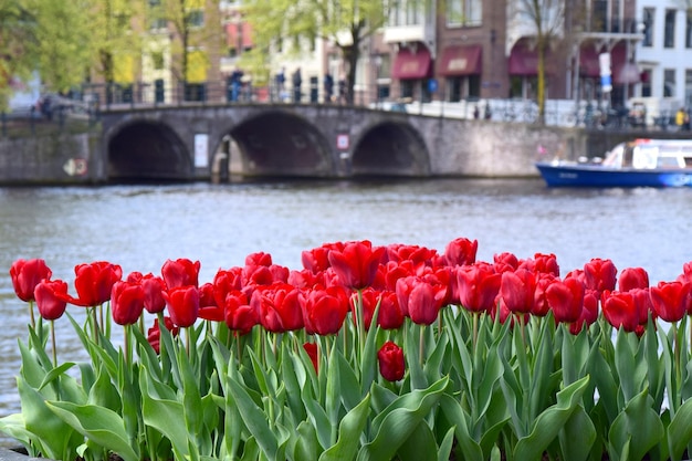 Foto primer plano de los tulipanes rojos en ámsterdam