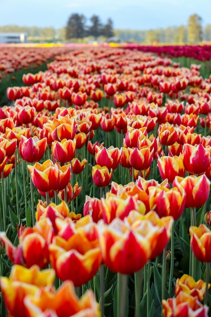 Primer plano de tulipanes rojos en el campo
