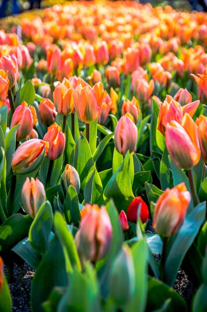 Foto primer plano de tulipanes rojos en el campo