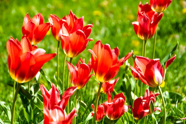 Primer plano de tulipanes rojos en flor Flores de tulipán con pétalos rojos