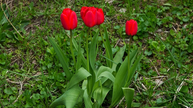 Primer plano de tulipanes rojos en flor en el jardín