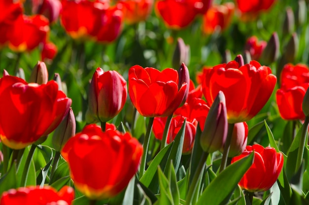 Primer plano de tulipanes rojos florecientes flores de tulipán con pétalos de color rojo oscuro